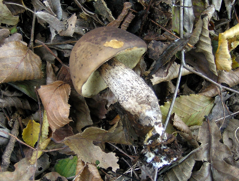 leccinum